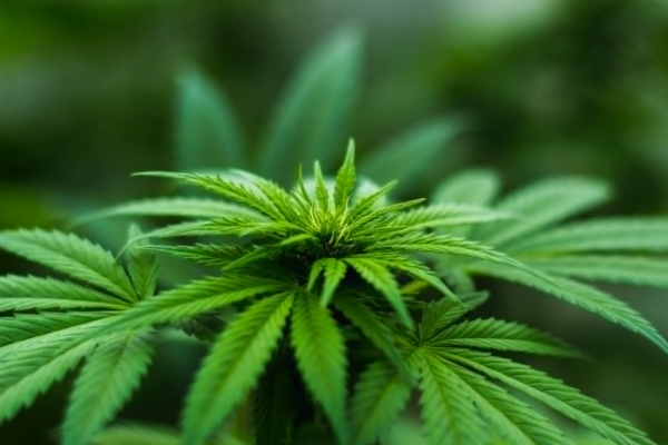uels Sont Les Meilleurs Engrais Pour Le Cannabis ?