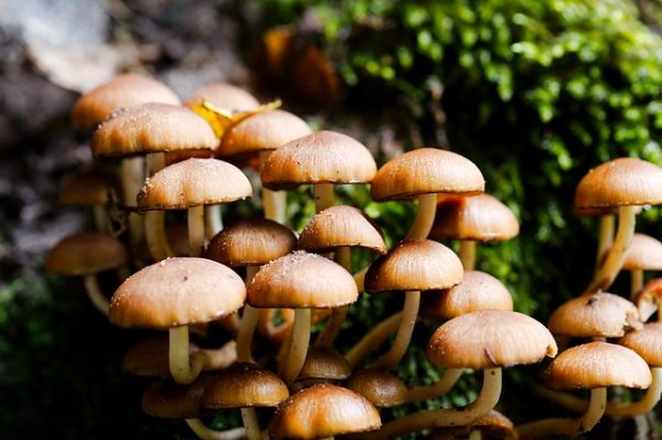 Les bienfaits insoupconnes des champignons hallucinogenes