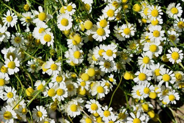 Les bienfaits des herbes thérapeutiques